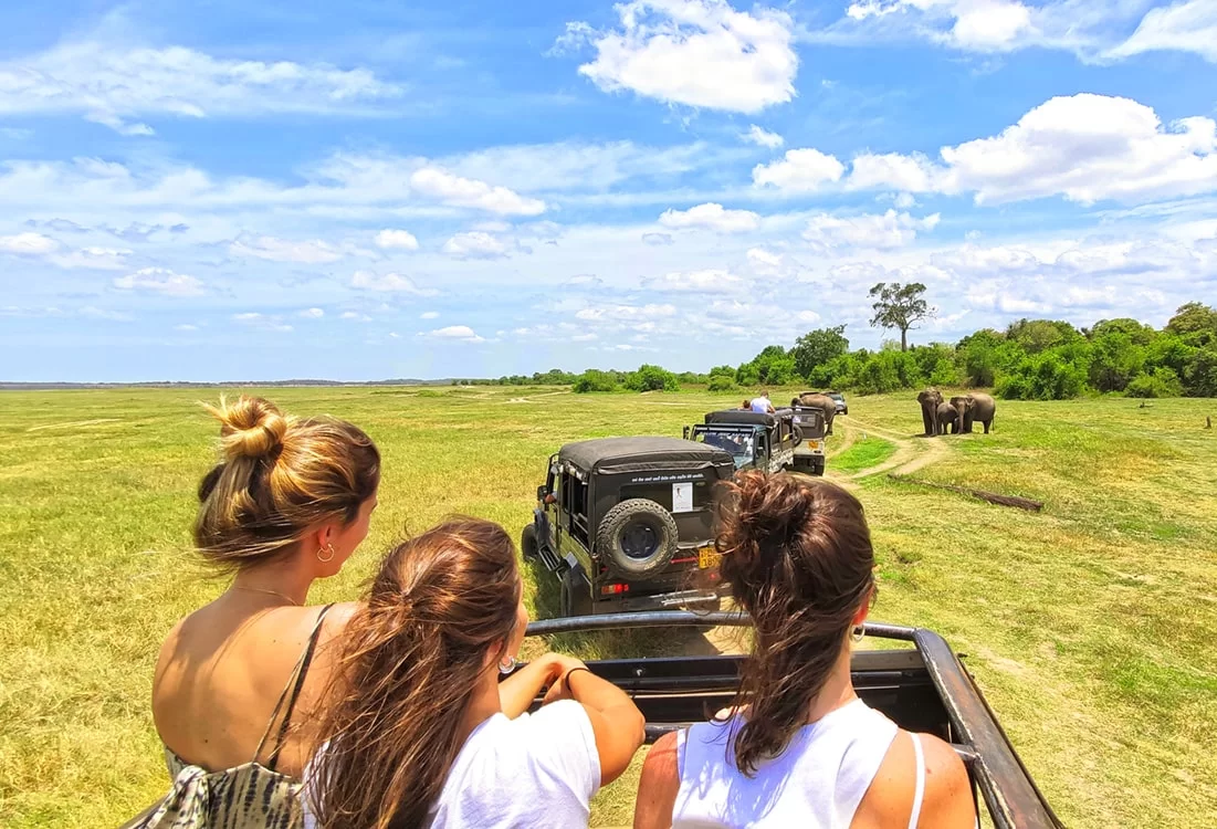 Wildlife Safaris